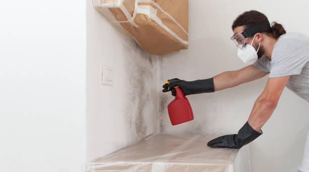 Professional Mold Removal technician working in Indian River, MI